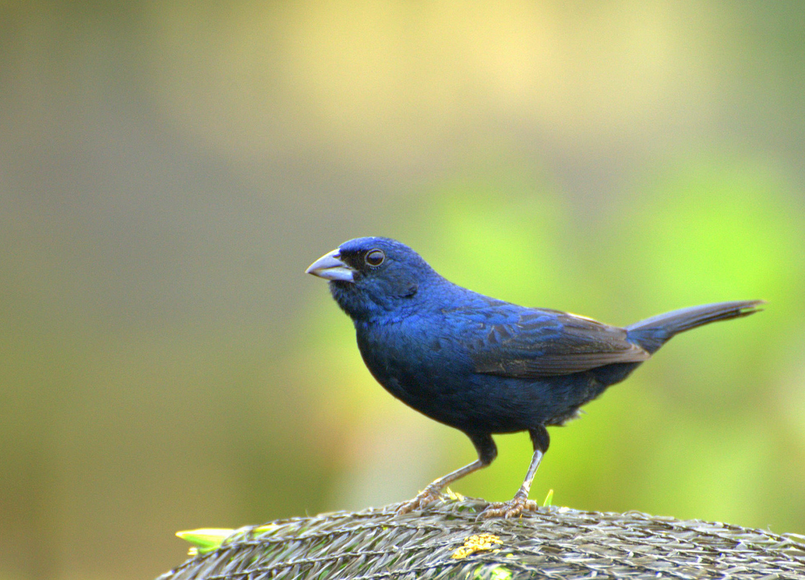 image Blue-black Grassquit